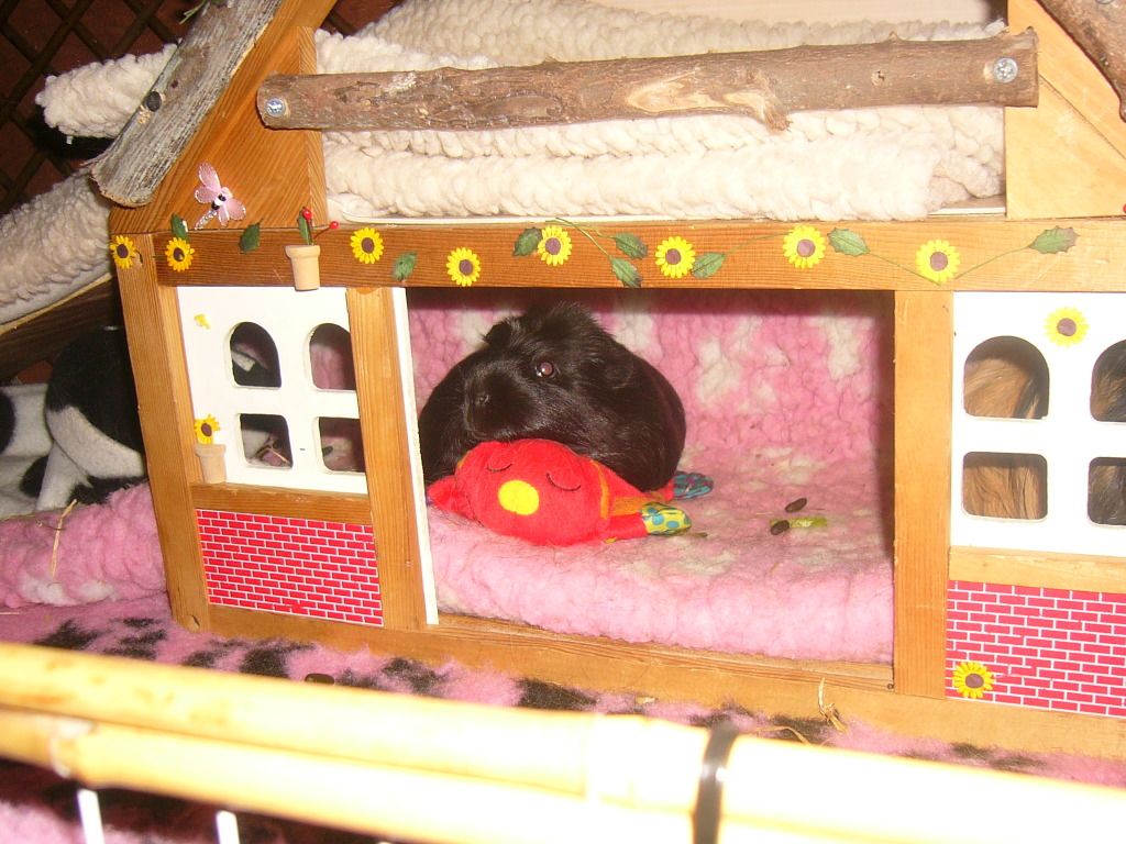 piggysJune2012004.jpg