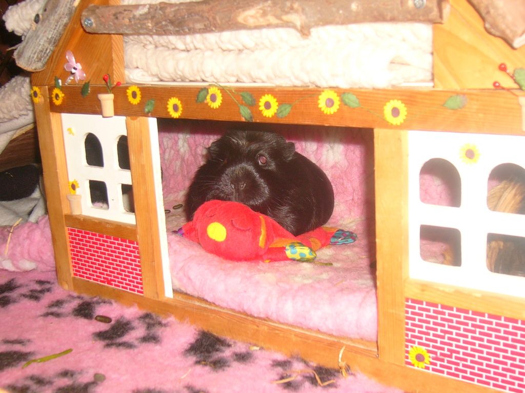 piggysJune2012005.jpg
