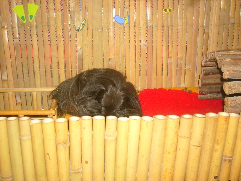 piggysJune2012006.jpg