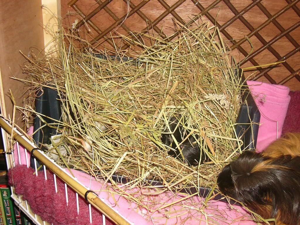 piggysinhay001.jpg