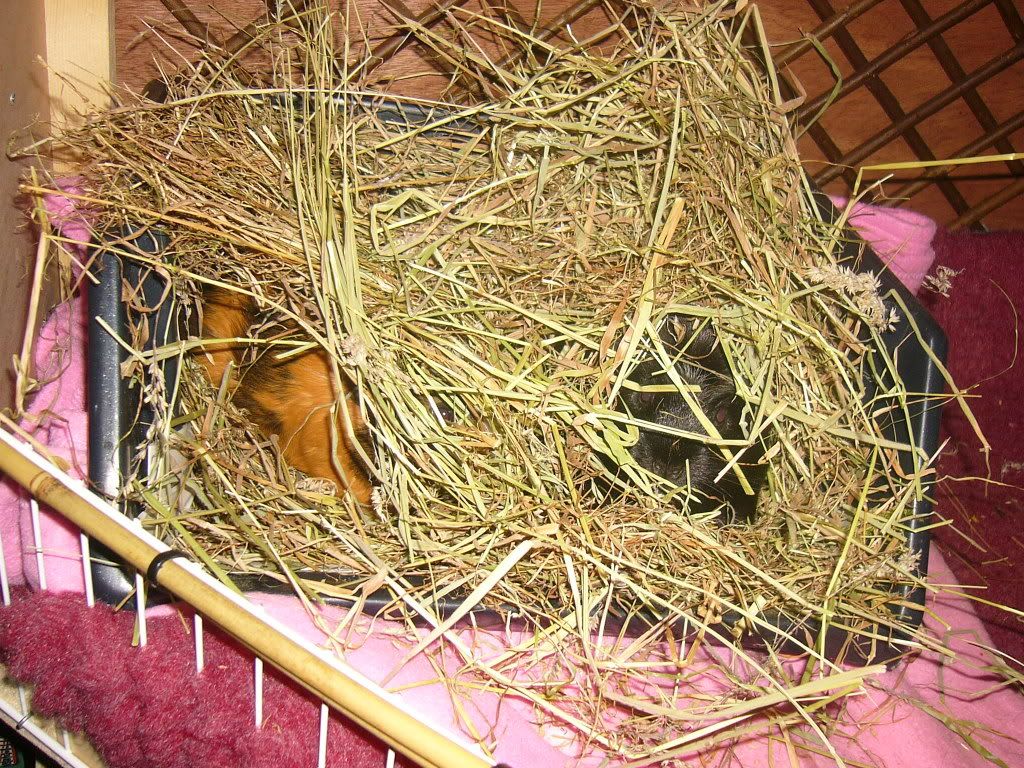 piggysinhay002.jpg