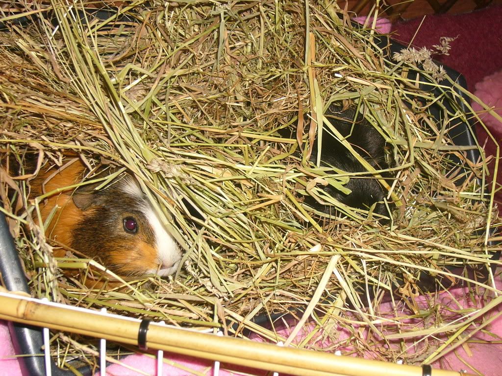 piggysinhay003.jpg