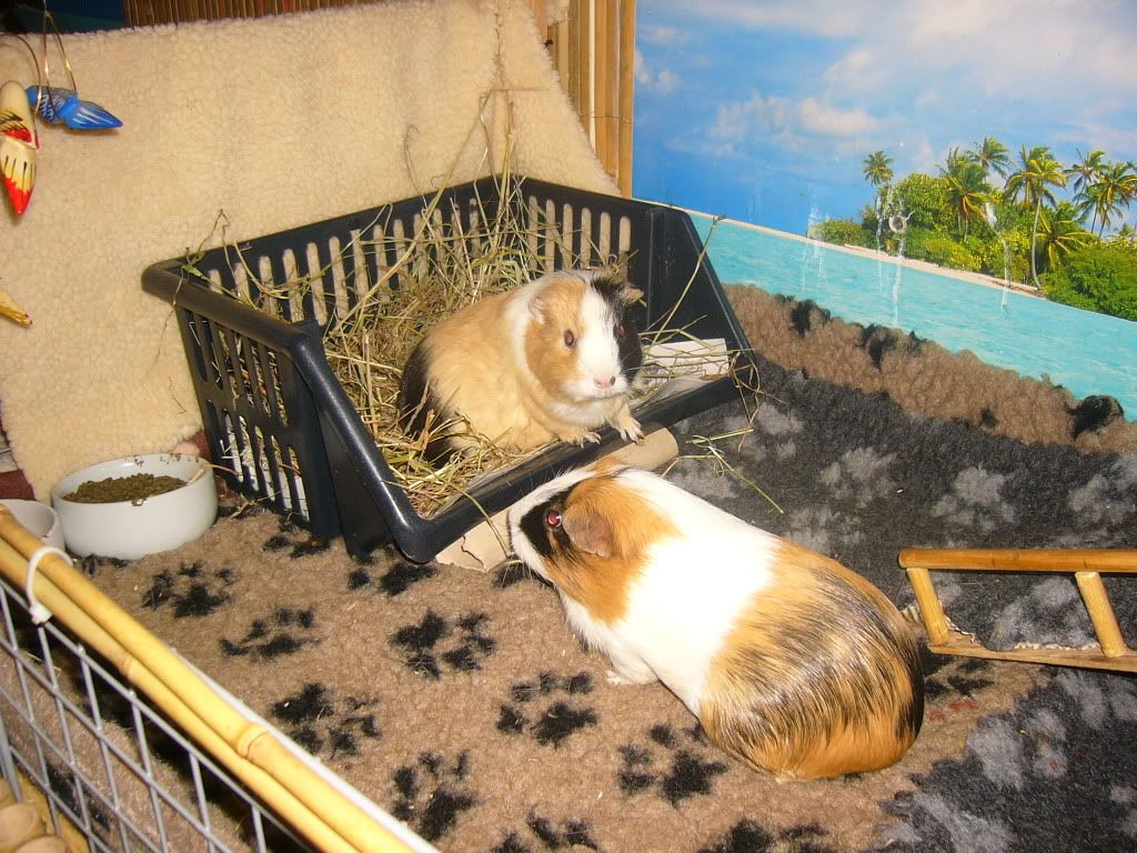 piggysinhay005.jpg