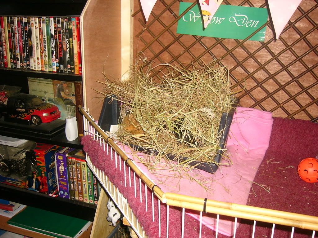 piggysinhay006.jpg