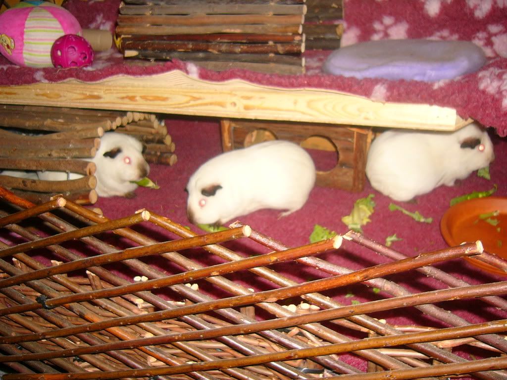 piggysmay2012003.jpg