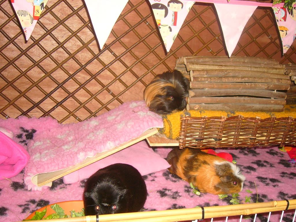 piggysmay2012004.jpg