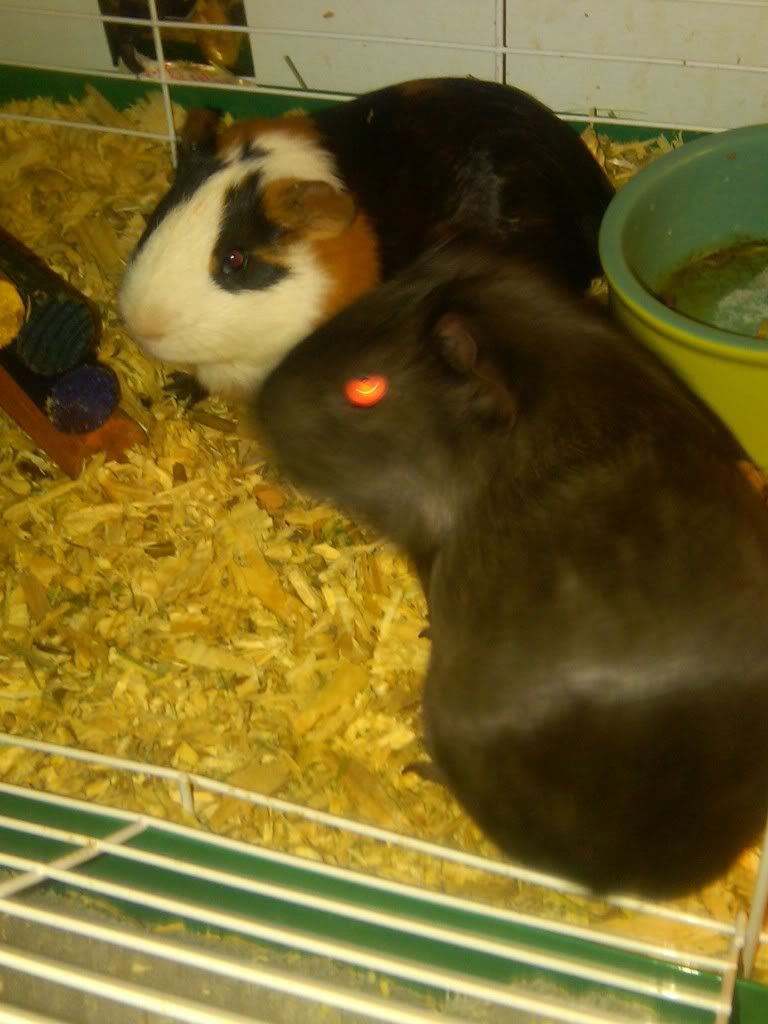 IMG00015-20100407-2108.jpg