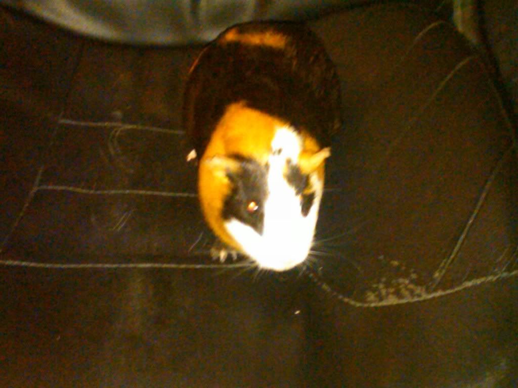 IMG00268-20101129-1343.jpg